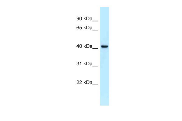 WB - NECAB2 antibody - C-terminal region AI14867