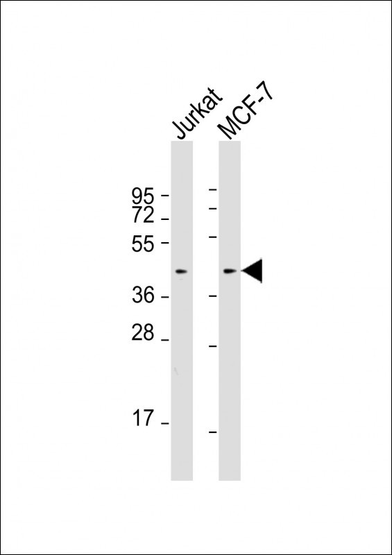 WB - Erk1/2 Antibody AM2189b