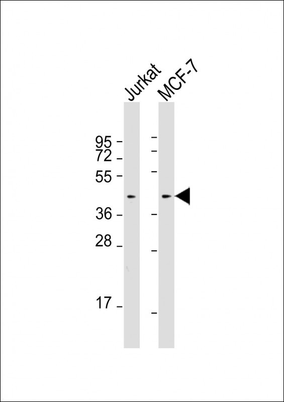 All lanes : Anti-Erk1/2 Antibody at 1:4000 dilutionLane 1: Jurkat whole cell lysatesLane 2: MCF-7 whole cell lysatesLysates/proteins at 20 ?g per lane. SecondaryGoat Anti-mouse IgG,  (H+L), Peroxidase conjugated at 1/10000 dilution. Predicted band size : 41 kDaBlocking/Dilution buffer: 5% NFDM/TBST.