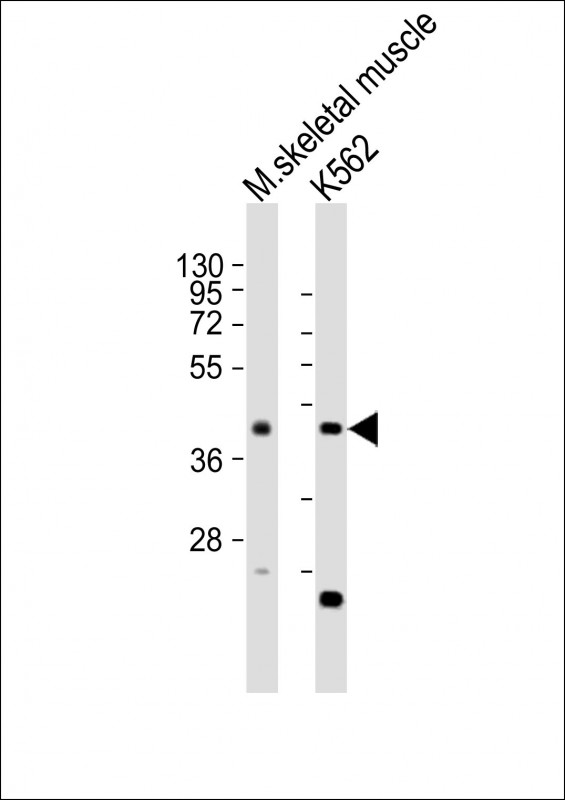 All lanes : Anti-ACTL6A Antibody (N-term) at 1:2000 dilutionLane 1: mouse skeletal muscle lysatesLane 2: K562 whole cell lysatesLysates/proteins at 20 �g per lane. SecondaryGoat Anti-Rabbit IgG,  (H+L), Peroxidase conjugated at 1/10000 dilutionPredicted band size : 47 kDaBlocking/Dilution buffer: 5% NFDM/TBST.