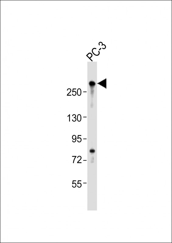 WB - RLF Antibody (C-Term) AP21542b