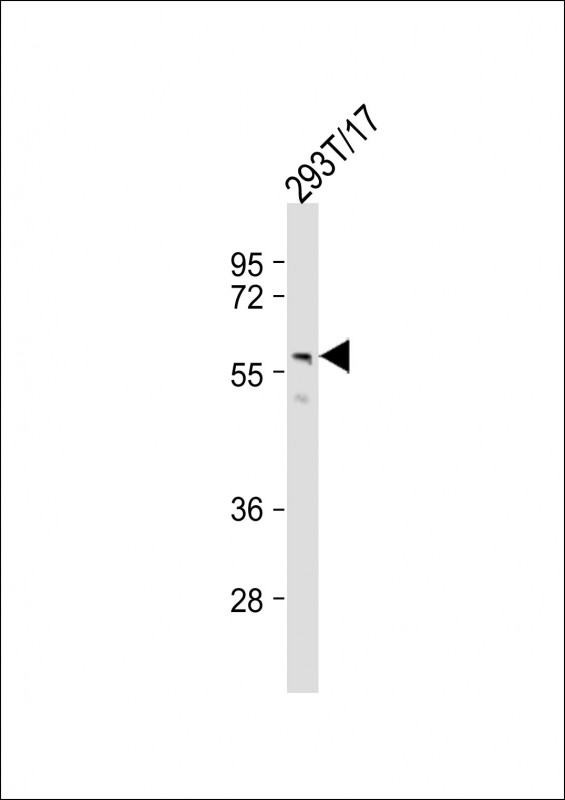 Anti-PTDSS1 Antibody (C-term)at  1:1000 dilution + 293T/17 whole cell lysatesLysates/proteins at 20 �g per lane. SecondaryGoat Anti-Rabbit IgG,  (H+L), Peroxidase conjugated at 1/10000 dilution. Predicted band size : 56 kDaBlocking/Dilution buffer: 5% NFDM/TBST.