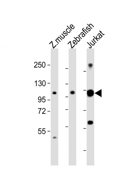 All lanes : Anti-srrt Antibody (C-Term) at 1:2000 dilutionLane 1: Zebrafish muscle lysatesLane 2: Zebrafish lysatesLane 3: Jurkat whole cell lysatesLysates/proteins at 20 �g per lane. SecondaryGoat Anti-Rabbit IgG,  (H+L), Peroxidase conjugated at 1/10000 dilution. Predicted band size : 103 kDaBlocking/Dilution buffer: 5% NFDM/TBST.