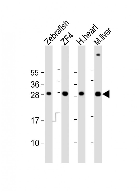 All lanes : Anti-Zebrafish ak2 Antibody (Center) at 1:2000 dilutionLane 1: Zebrafish lysatesLane 2: ZF4 whole cell lysatesLane 3: human heart lysatesLane 4: mouse liver lysatesLysates/proteins at 20 �g per lane. SecondaryGoat Anti-Rabbit IgG,  (H+L), Peroxidase conjugated at 1/10000 dilution. Predicted band size : 27 kDaBlocking/Dilution buffer: 5% NFDM/TBST.