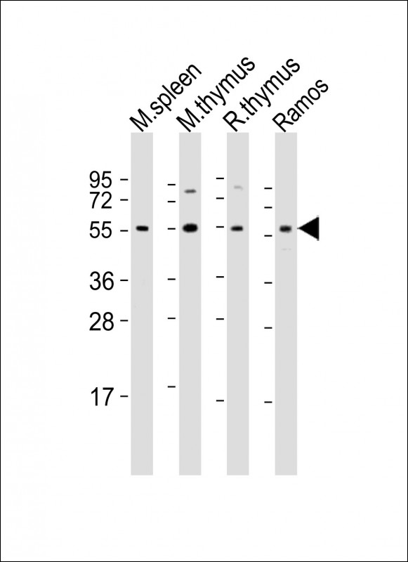 All lanes : Anti-Lck Antibody (Center) at 1:2000 dilutionLane 1: mouse spleen lysateLane 2: mouse thymus lysateLane 3: rat thymus lysateLane 4: Ramos whole cell lysateLysates/proteins at 20 �g per lane. SecondaryGoat Anti-Rabbit IgG,  (H+L), Peroxidase conjugated at 1/10000 dilution. Predicted band size : 58 kDaBlocking/Dilution buffer: 5% NFDM/TBST.