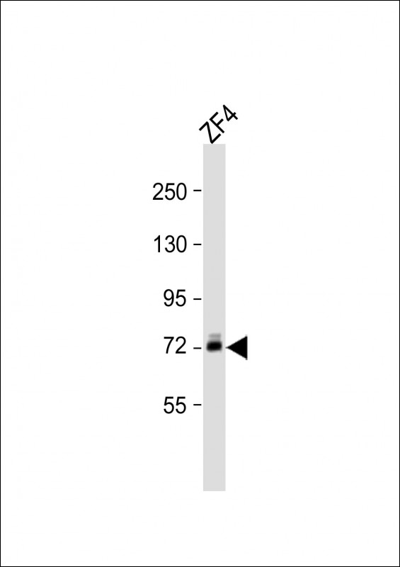 Anti-dlc Antibody (CTerm) at  1:2000 dilution + ZF4 whole cell lysateLysates/proteins at 20 �g per lane.  SecondaryGoat Anti-Rabbit IgG,   (H+L),  Peroxidase conjugated at 1/10000 dilution.  Predicted band size : 73 kDaBlocking/Dilution buffer: 5% NFDM/TBST.