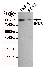 WB - IKKβ Antibody AP52719
