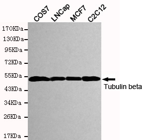 WB - beta Tubulin Antibody AP52742