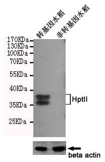 WB - HptII Antibody AP52846