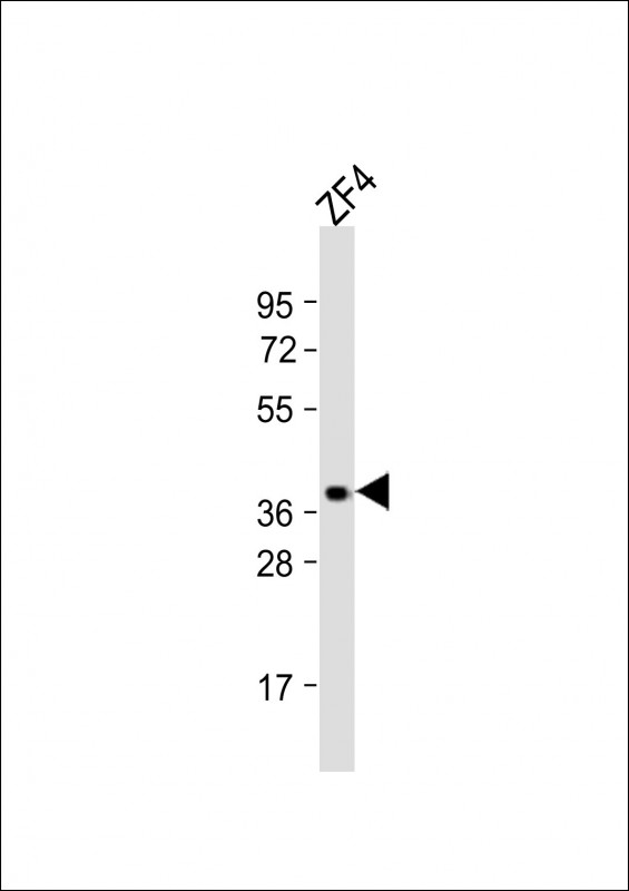 Anti-opn1sw2 Antibody (C-Term)at  1:2000 dilution + ZF4 whole cell lysatesLysates/proteins at 20 �g per lane. SecondaryGoat Anti-Rabbit IgG,  (H+L), Peroxidase conjugated at 1/10000 dilution. Predicted band size : 39 kDaBlocking/Dilution buffer: 5% NFDM/TBST.