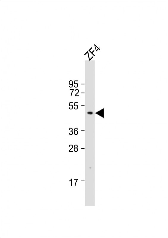 Anti-dmrt3a Antibody  (C-term)at  1:2000 dilution + ZF4 whole cell lysatesLysates/proteins at 20 �g per lane. SecondaryGoat Anti-Rabbit IgG,  (H+L), Peroxidase conjugated at 1/10000 dilution. Predicted band size : 49 kDaBlocking/Dilution buffer: 5% NFDM/TBST.