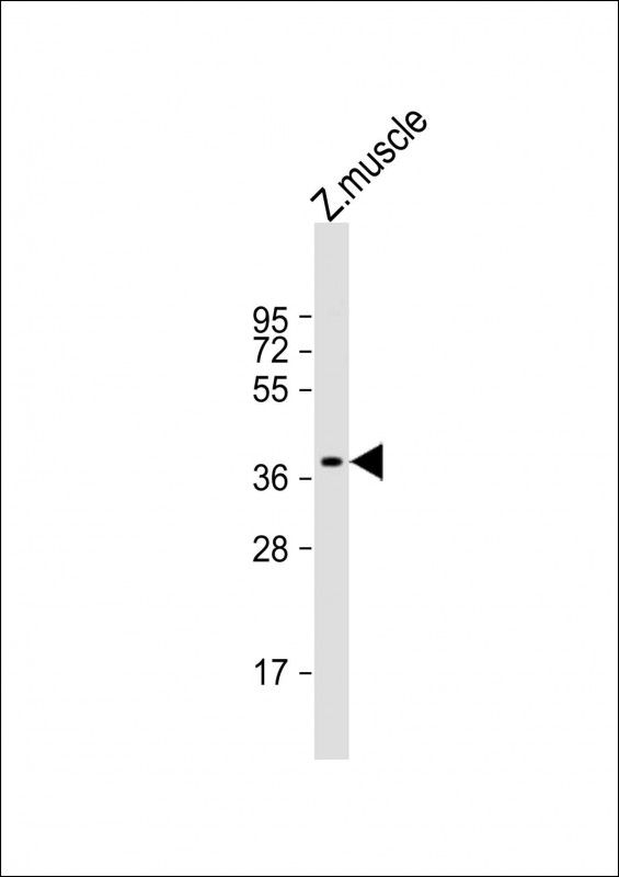 WB - Zebrafish rx2 Antibody (N-term) Azb21571a