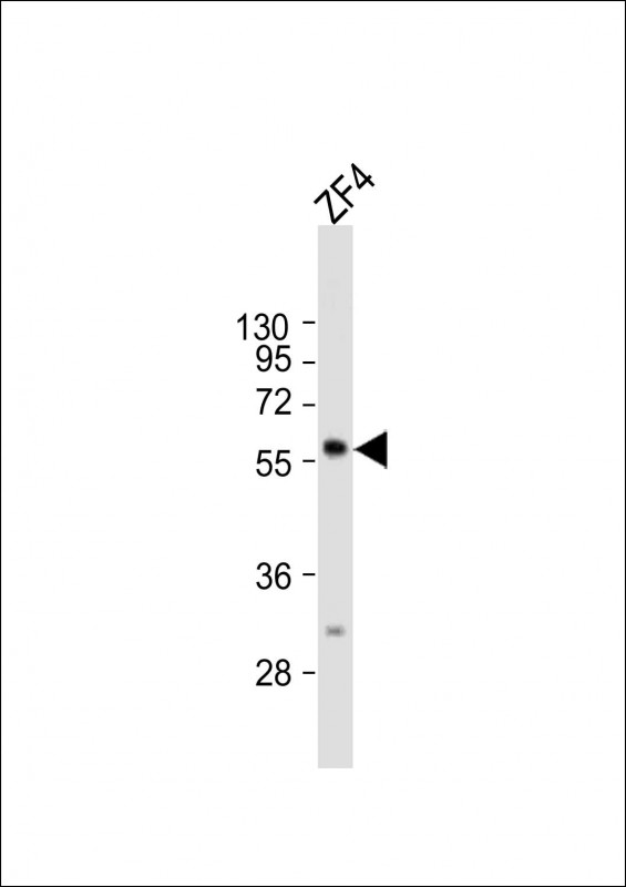 Anti-ric8b Antibody (C-term) at 1:2000 dilution + ZF4 whole cell lysateLysates/proteins at 20 �g per lane. SecondaryGoat Anti-Rabbit IgG,  (H+L), Peroxidase conjugated at 1/10000 dilution. Predicted band size : 60 kDaBlocking/Dilution buffer: 5% NFDM/TBST.