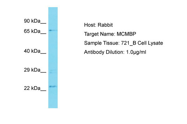 WB - MCMBP Antibody - N-terminal region AI15881