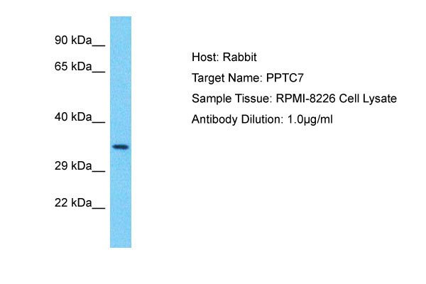 WB - PPTC7 Antibody - C-terminal region AI15956