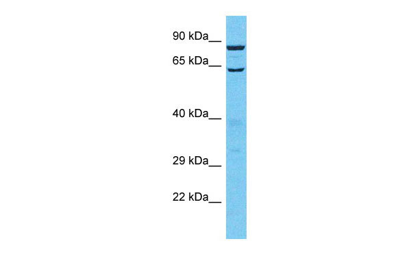 WB - TTLL13 Antibody - C-terminal region AI15991