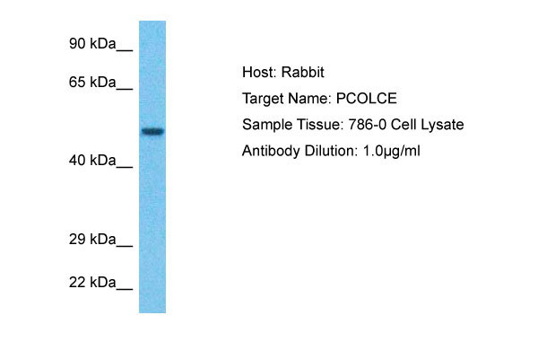 WB - PCOC1 Antibody - C-terminal region AI16114
