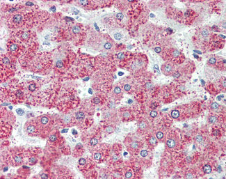 IHC - TAOK1 / TAO1 Antibody (C-Terminus) ALS10884