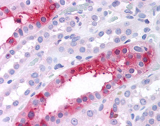 IHC - SGK3 Antibody (N-Terminus) ALS10896