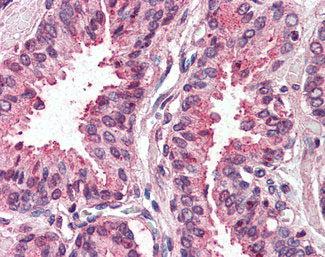 IHC - TM4SF6 / TSPAN6 Antibody (Internal) ALS11013