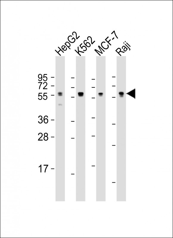 All lanes : Anti-MPIP3 Antibody at 1:1000-1:2000 dilutionLane 1: HepG2 whole cell lysateLane 2: K562 whole cell lysateLane 3: MCF-7 whole cell lysateLane 4: Raji whole cell lysateLysates/proteins at 20 ?g per lane. SecondaryGoat Anti-mouse IgG,  (H+L), Peroxidase conjugated at 1/10000 dilution. Predicted band size : 53 kDaBlocking/Dilution buffer: 5% NFDM/TBST.