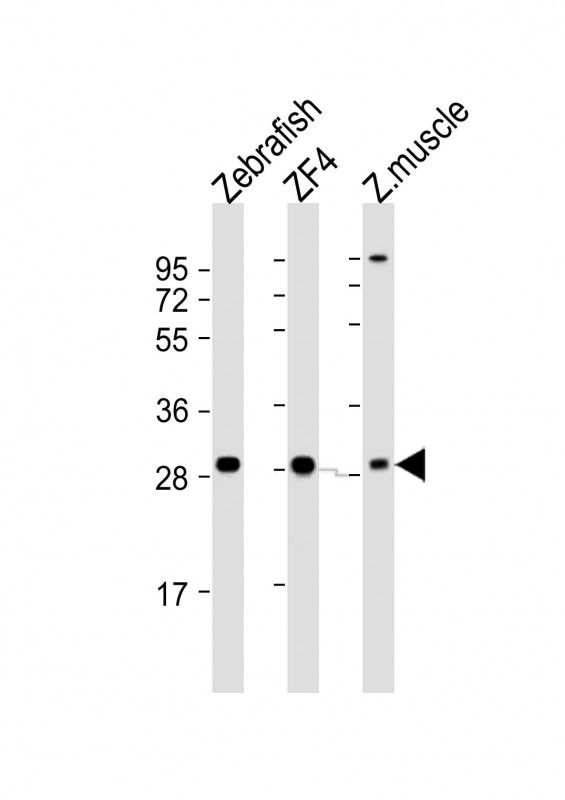 All lanes : Anti-Zebrafish ak2 Antibody (N-term) at 1:2000 dilutionLane 1: Zebrafish lysateLane 2: ZF4 whole cell lysateLane 3: Zebrafish muscle lysateLysates/proteins at 20 �g per lane.  SecondaryGoat Anti-Rabbit IgG,   (H+L),  Peroxidase conjugated at 1/10000 dilution.  Predicted band size : 27 kDaBlocking/Dilution buffer: 5% NFDM/TBST.