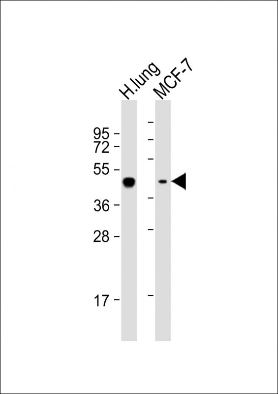 All lanes : Anti-AGER Antibody (Center) at 1:1000-1:2000 dilutionLane 1: human lung lysateLane 2: MCF-7 whole cell lysateLysates/proteins at 20 �g per lane. SecondaryGoat Anti-Rabbit IgG,  (H+L), Peroxidase conjugated at 1/10000 dilution. Predicted band size : 43 kDaBlocking/Dilution buffer: 5% NFDM/TBST.