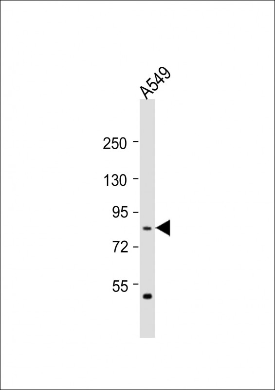 WB - PML Antibody (Center) AP21692c