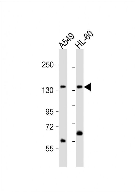 All lanes : Anti-AFF1 Antibody (C-term) at 1:1000 dilutionLane 1: A549 whole cell lysateLane 2: HL-60 whole cell lysateLysates/proteins at 20 �g per lane. SecondaryGoat Anti-Rabbit IgG,  (H+L), Peroxidase conjugated at 1/10000 dilution. Predicted band size : 131 kDaBlocking/Dilution buffer: 5% NFDM/TBST.