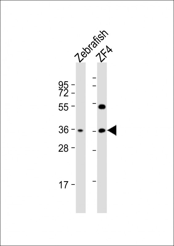 All lanes : Anti-DANRE clvs2 Antibody (C-term) at 1:2000 dilutionLane 1: Zebrafish whole cell lysateLane 2: ZF4 whole cell lysateLysates/proteins at 20 �g per lane. SecondaryGoat Anti-Rabbit IgG,  (H+L), Peroxidase conjugated at 1/10000 dilution. Predicted band size : 38 kDaBlocking/Dilution buffer: 5% NFDM/TBST.