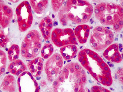 IHC - SLIT1 Antibody (aa487-504) ALS11540