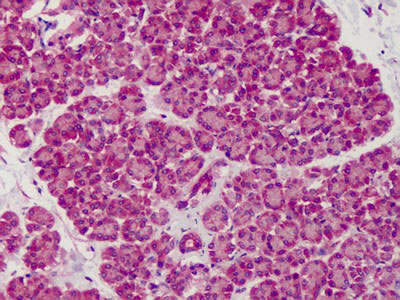 IHC - SLIT1 Antibody (aa487-504) ALS11540