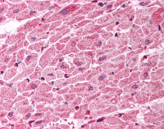 IHC - TICAM1 / TRIF Antibody (C-Terminus) ALS11554