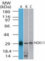 WB - TLX1 / HOX11 Antibody (aa306-318) ALS12112