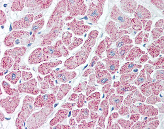 IHC - IDH / Isocitrate Dehydrogenase Antibody ALS12219