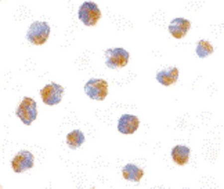 ICC - ATF6 Antibody (N-Terminus) ALS12264