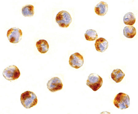 ICC - ATF6 Antibody (C-Terminus) ALS12299