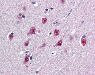 IHC - SMUG1 Antibody (N-Terminus) ALS12329