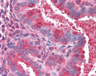 IHC - ACTR1B Antibody (C-Terminus) ALS12448