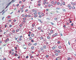 IHC - MCAD / ACADM Antibody (C-Terminus) ALS12597