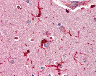 IHC - GPX1 / Glutathione Peroxidase Antibody (Internal) ALS12717