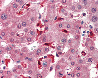 IHC - GPX1 / Glutathione Peroxidase Antibody (Internal) ALS12717