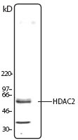 WB - HDAC2 Antibody (N-Terminus) ALS13053