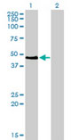 WB - PAX2 Antibody (clone 3C7) ALS13370
