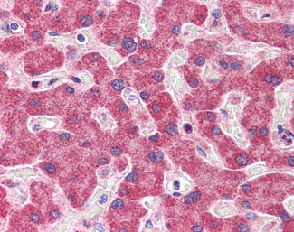 IHC - NDUFAF2 / NDUFA12L Antibody (C-Terminus) ALS13781