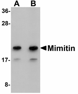 WB - NDUFAF2 / NDUFA12L Antibody (C-Terminus) ALS13781