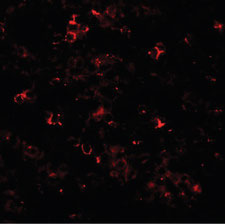 IF - SLC39A10 / ZIP10 Antibody (Internal) ALS14010