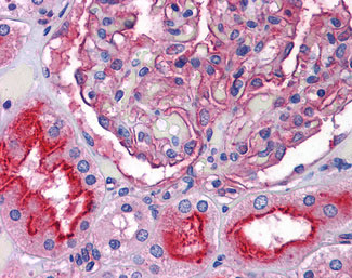 IHC - SLC39A10 / ZIP10 Antibody (Internal) ALS14010