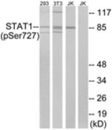WB - STAT1 Antibody (phospho-Ser727) ALS14185