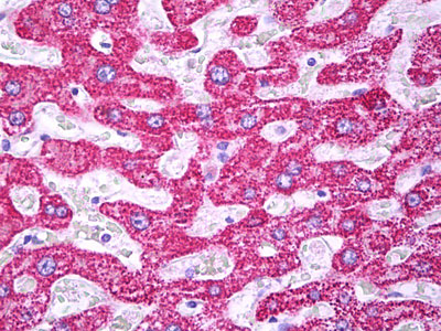 IHC - TOMM22 / TOM22 Antibody (clone 4G4) ALS14896